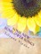 Some New Sunflower Songs