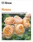 Grow Roses