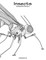 Insects Coloring Book for Grown-Ups 2