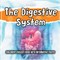 The Digestive System