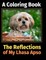 The Reflections of My Lhasa Apso
