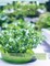 DIY Hydroponic Gardens