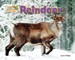 Reindeer