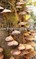 British Edible Fungi