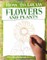 Bergin, M: Flowers and Plants