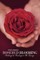 Rosebud Blooming