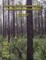 Slash Pine