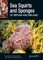 Sea Squirts and Sea Sponges of Britain and Ireland