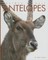 Antelopes