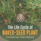 The Life Cycle of Naked-Seed Plant Life Cycle Books Grade 5 Children's Biology Books