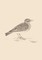 Sonnets for Birds