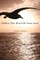 Follow the Wind of Your Soul