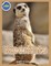 Meerkat Activity Workbook for Kids ages 4-8