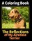 The Reflections of My Airedale Terrier