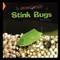 Stink Bugs