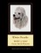 White Poodle