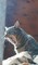 Kid's Petite Barn Cat Journal - Volume Two