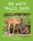 The White Tailed Deer