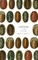 Chiton & Other Creatures