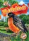 Robins
