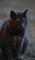 Kid's Petite Barn Cat Journal