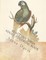 Beautiful Birds Adult Coloring Book
