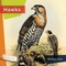 Hawks