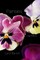 Pansies