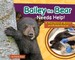 Bailey the Bear Needs Help!