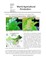 World Agricultural Production
