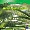 Wilson, A: WHAT MAKES RAIN
