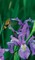 Petite Wild Blue Iris Journal