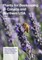 Plants for Beekeeping In Canada and the Northern USA