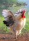 Chicken Bristles