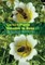 Garden Plants Valuable to Bees