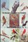 The Burgess Bird Book for Children