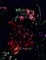 Essential cell biology-3