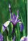 Wild Blue Iris Journal