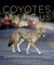 Living with Coyotes