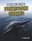 Megalodon and Other Prehistoric Sharks