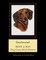 Dachsund