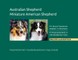 Australian Shepherd, Miniature American Shepherd