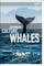 Colonialism, Culture, Whales