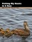Putting My Ducks in a Row