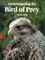 Understanding the Bird of Prey