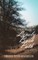 A Walk through the Lonely Bush Path