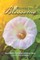 Morning Glory Blossoms