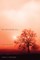 The Bloodred Tree
