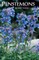 Penstemons