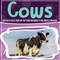Cows